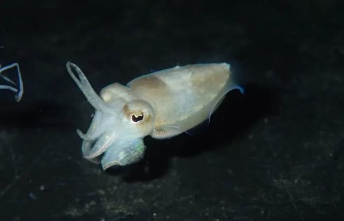 Could
      a
      simple
      diet
      change
      prevent
      a
      heart
      attack?
      A
      Mount
      A
      prof
      is
      using
      fish
      to
      find
      out