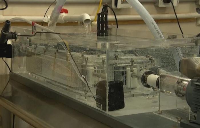 Could
      a
      simple
      diet
      change
      prevent
      a
      heart
      attack?
      A
      Mount
      A
      prof
      is
      using
      fish
      to
      find
      out