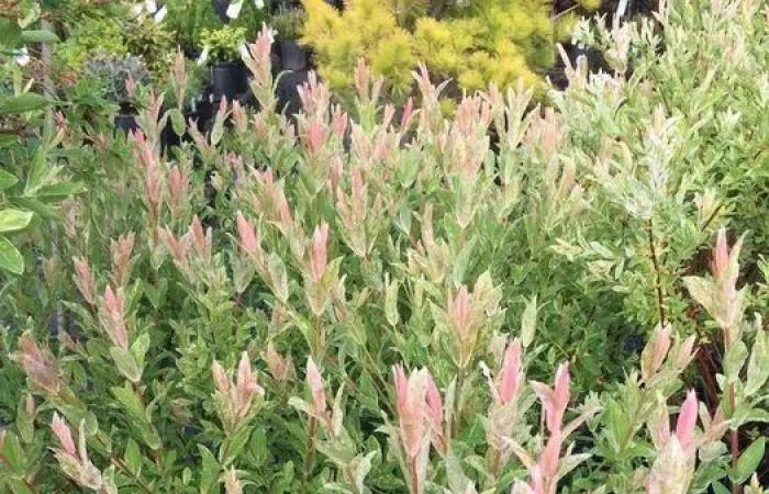 Brian
      Minter:
      Willows
      a
      constant
      source
      of
      enjoyment,
      even
      in
      the
      dreary
      winter
      months