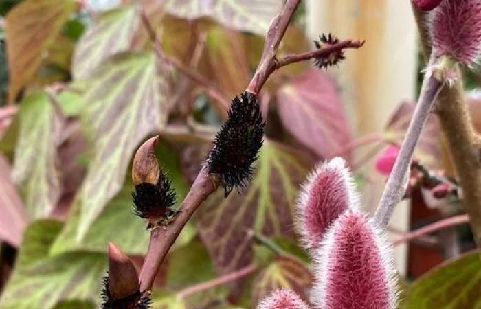 Brian
      Minter:
      Willows
      a
      constant
      source
      of
      enjoyment,
      even
      in
      the
      dreary
      winter
      months