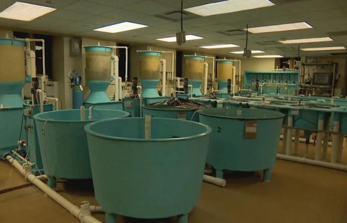 Could
      a
      simple
      diet
      change
      prevent
      a
      heart
      attack?
      A
      Mount
      A
      prof
      is
      using
      fish
      to
      find
      out