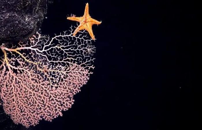 High
      seas
      hopes
      meet
      hard
      realities
      with
      2026
      set
      to
      become
      a
      pivotal
      year
      for
      world’s
      oceans