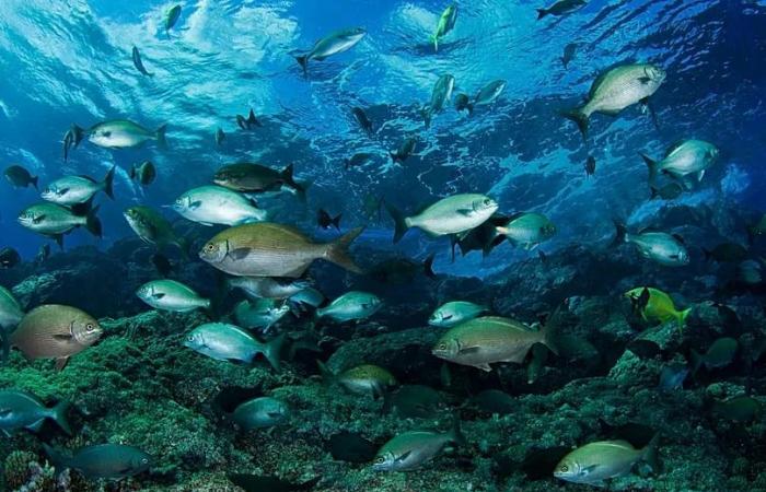 High
      seas
      hopes
      meet
      hard
      realities
      with
      2026
      set
      to
      become
      a
      pivotal
      year
      for
      world’s
      oceans