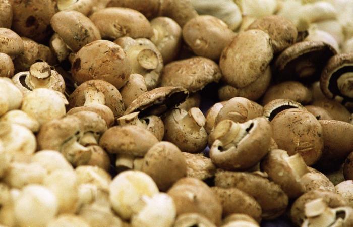 أبرز صيحات الطعام الصحي المتوقعة للعام 2026