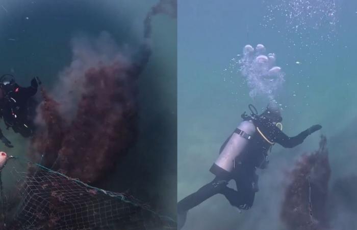 وزارة البيئة تنقذ عدداً من الكائنات البحرية في إحدى مناطق الفشوت