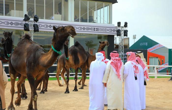 مهرجان قطر للإبل يعلن استحداث جائزة "راعي النظر" لاكتشاف المواهب والقدرات التحكيمية الوطنية
