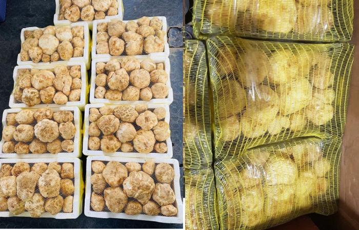 إقبال كبير على معرض ومزاد سوق واقف للفقع في نسخته الثالثة