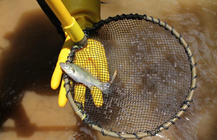 موطنها الوحيد نهر في أستراليا.. باحثون في سباق مع الزمن لإنقاذ هذه السمكة التاريخية