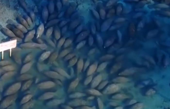 تُعرف بـ"العمالقة اللطيفة".. مئات خراف البحر تتجمع في ينابيع دافئة بفلوريدا