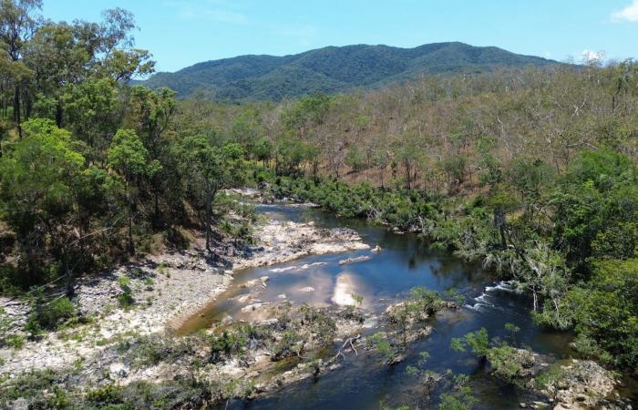 موطنها الوحيد نهر في أستراليا.. باحثون في سباق مع الزمن لإنقاذ هذه السمكة التاريخية
