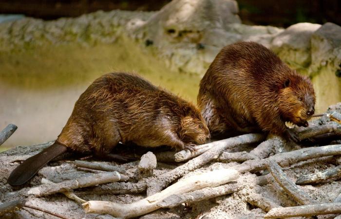 "الدوري الممتاز" لأحادية التزاوج.. من الفائز بين الثدييات؟