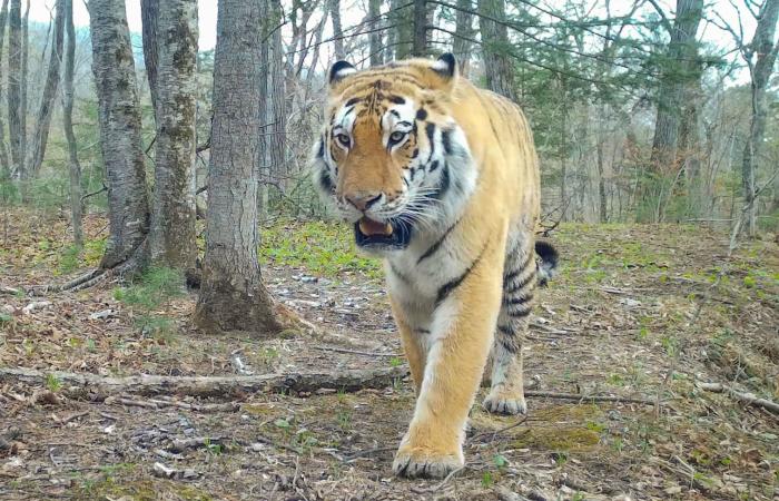 كتاب يكشف القصة الملحمية وراء إنقاذ نمور الآمور في روسيا