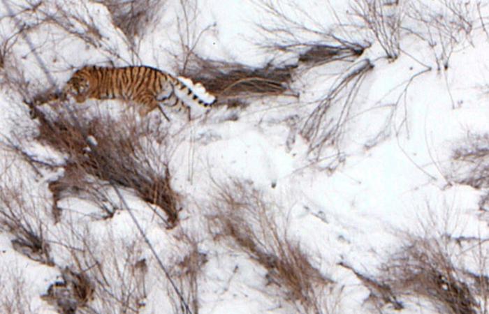 كتاب يكشف القصة الملحمية وراء إنقاذ نمور الآمور في روسيا