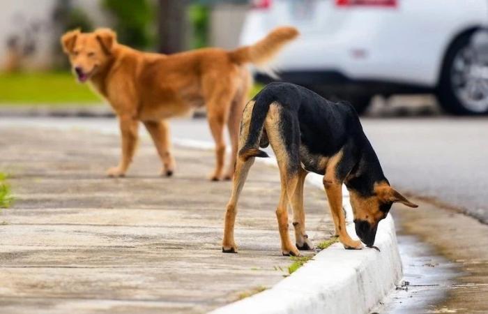 حفاظا على سلامتك.. كيف تبلغ عن الكلاب الشرسة في قطر؟