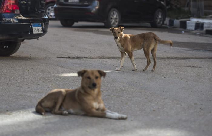 مصر تطلق المرحلة الأولى لحملة تحصين وتعقيم الكلاب الضالة للحد من السعار
