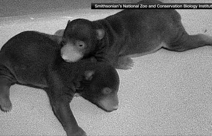 دبّان ظريفان من نوع "الكسلان" وُلدا في حديقة حيوانات واشنطن