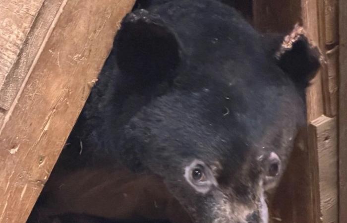Valkyrie,
      the
      black
      bear
      cub
      found
      with
      severe
      burns
      in
      December,
      is
      recovering
      well