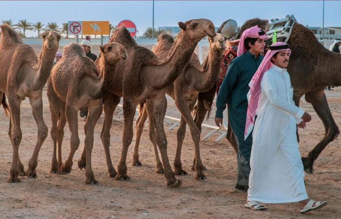 انطلاقة مميزة لمهرجان قطر للإبل "جزيلات العطا" 2026