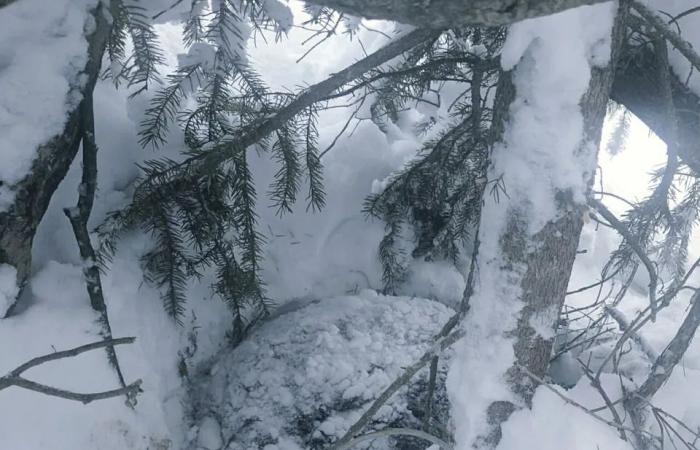 Valkyrie,
      the
      black
      bear
      cub
      found
      with
      severe
      burns
      in
      December,
      is
      recovering
      well