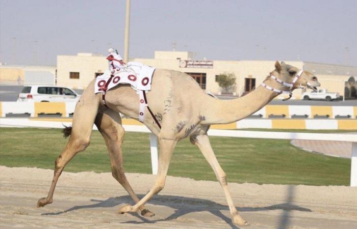 ختام المحلي السادس للهجن