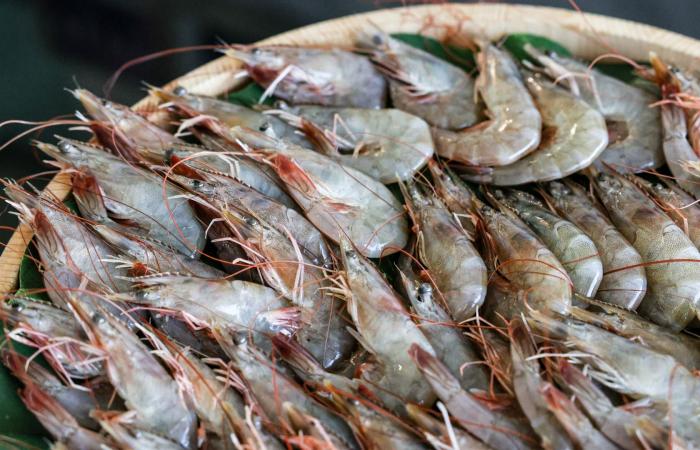 رغم فوائده.. احذر تناول الروبيان في هذه الحالات