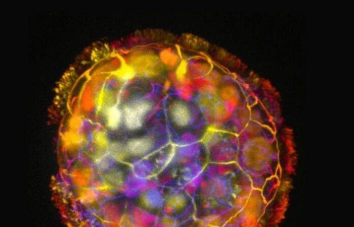 هل
      توجد
      حياة
      بعد
      الموت…
      على
      المستوى
      الخلوي؟