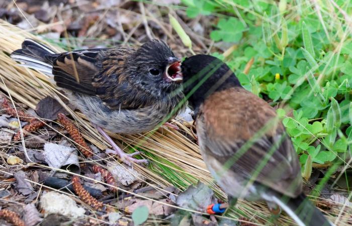 تغيُّر شكل مناقير طيور الجونكو خلال الجائحة.. هل يشهد العالم حالة تطور سريعة؟
