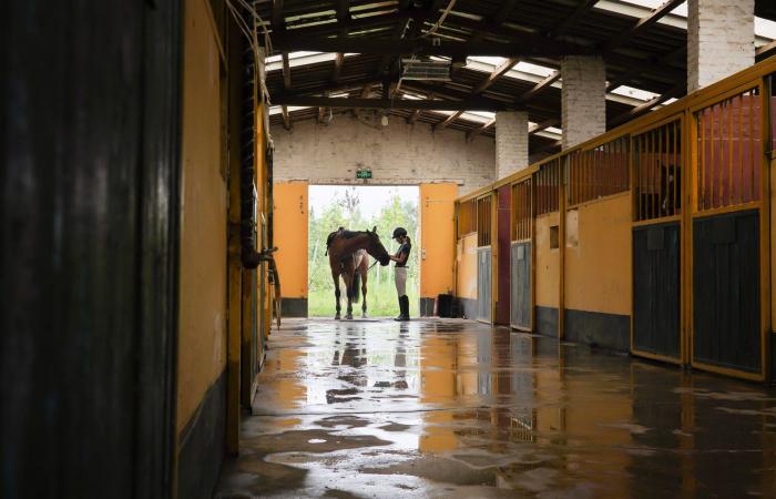دراسة: الخيول قادرة على استشعار خوف البشر عبر الشم