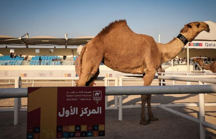 منافسات قوية في ثامن أيام مهرجان قطر للإبل جزيلات العطا 2026
