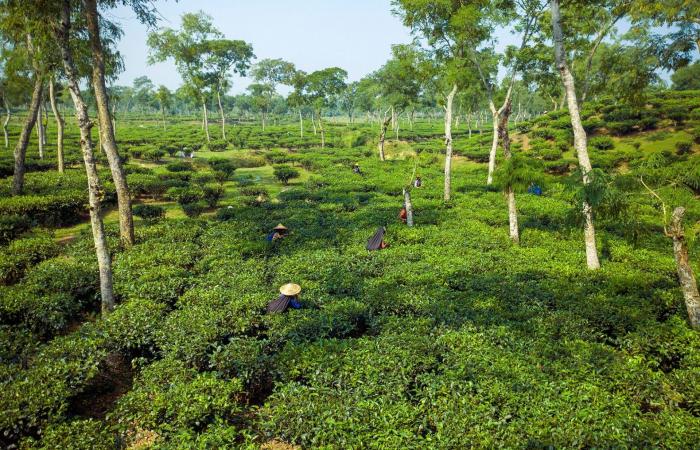 لِم تمتلك بنغلاديش سمعة سيئة بين السياح رُغم جمالها الطبيعي الخلاب؟