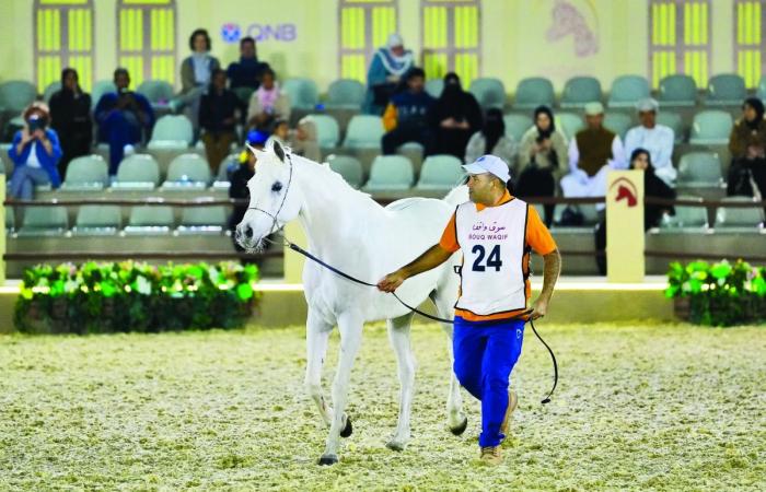 انطلاق النسخة السابعة من مهرجان سوق واقف للفروسية غدا
