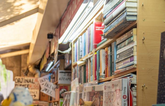 صور طريفة تُظهر "هيمنة" القطط على مدينة إسطنبول في تركيا