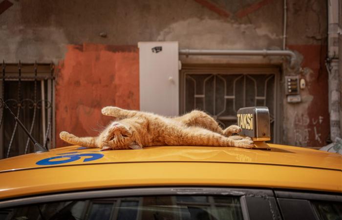 صور طريفة تُظهر "هيمنة" القطط على مدينة إسطنبول في تركيا