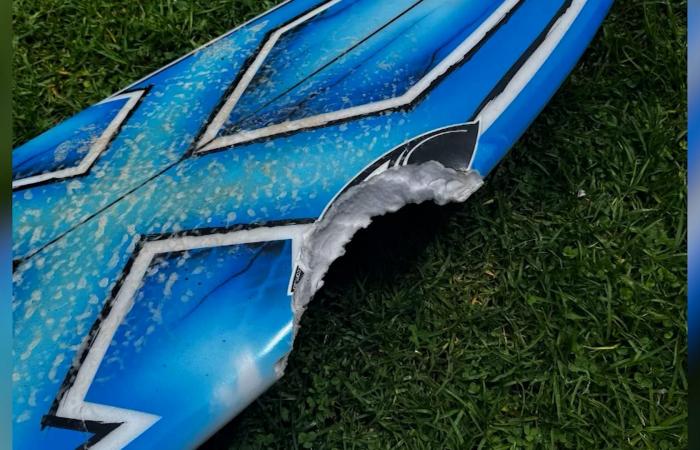 سلسلة هجمات نادرة لأسماك القرش تثير الذعر على سواحل سيدني