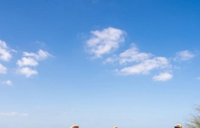 البيئة تنفذ حملة ميدانية لإزالة 500 شجرة ضارة غرب مدينة الرويس