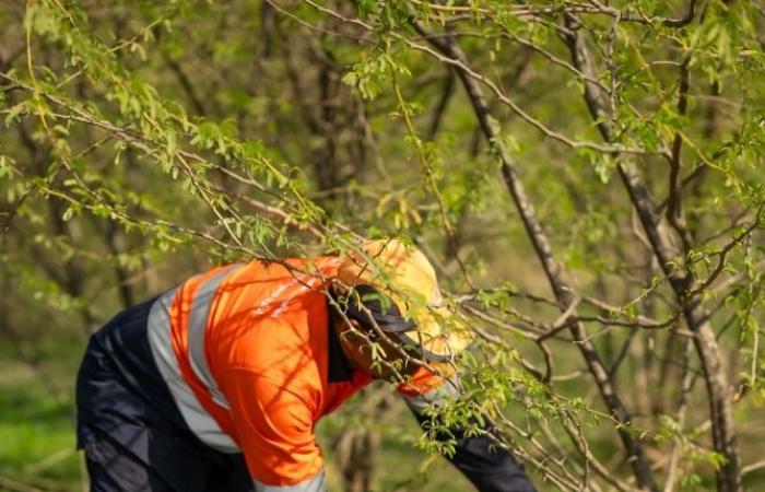 البيئة تنفذ حملة ميدانية لإزالة 500 شجرة ضارة غرب مدينة الرويس