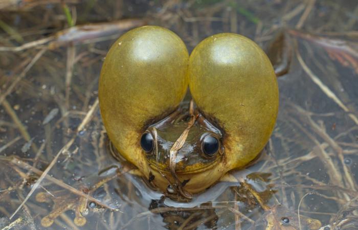 ينفخ خدوده لجذب الشريك..حركات مدهشة لضفدع صغير يندر توثيقه في البرية