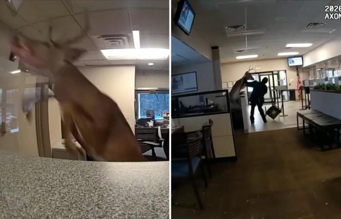 الشرطة الأمريكية تستجيب لبلاغ سرقة في بنك.. لتُصدم بغزال اقتحم المكان وأحدث فوضى عارمة