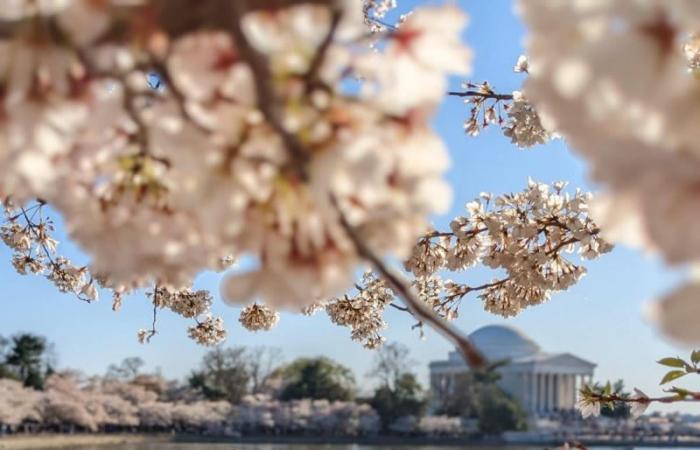 في طريقه إلى زيمبابواي لوداع والدته ودفنها.. وجد حب حياته في الجو