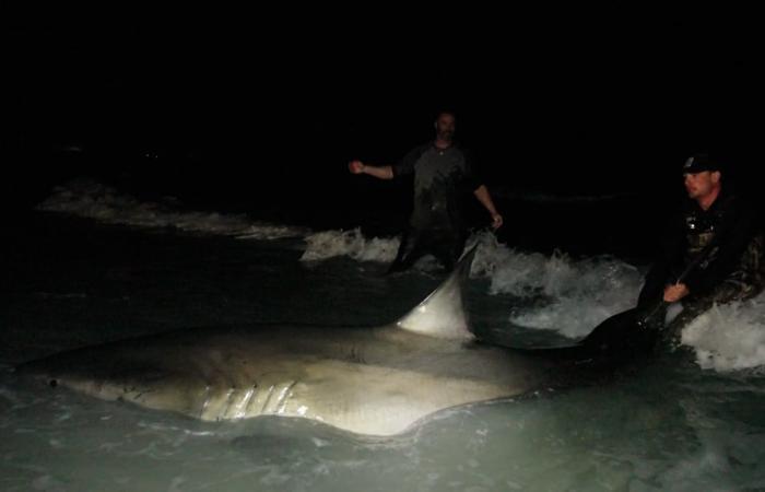 صيادون يواجهون قرشًا أبيض عملاقًا وينهون المعركة بشكل غير متوقع على شاطئ بفلوريدا