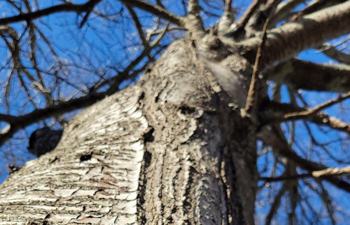 "الأشجار المتفجرة"..ماذا يحصل حقًا في ظل الصقيع والبرد؟