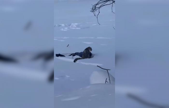 نمر يهاجم متزلجًا في الصين بعدما اقترب منه لالتقاط صورة.. فيديو يوثق اللحظة