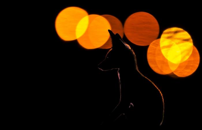 ثعالب تتجول في قلب الكويت..ومصور يوثق كيفية تعايشها مع البشر