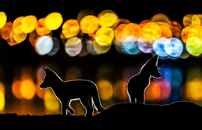 ثعالب تتجول في قلب الكويت..ومصور يوثق كيفية تعايشها مع البشر