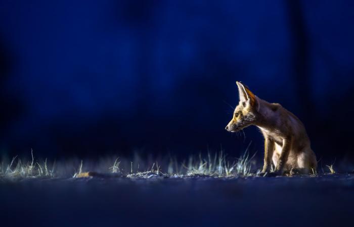 ثعالب تتجول في قلب الكويت..ومصور يوثق كيفية تعايشها مع البشر