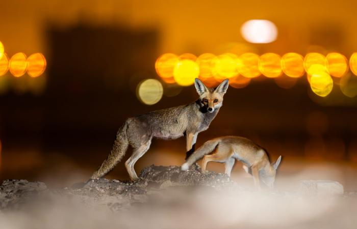 ثعالب تتجول في قلب الكويت..ومصور يوثق كيفية تعايشها مع البشر