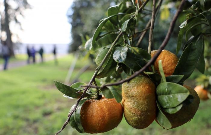بعيدًا عن دورها في ترطيب الجسم.. لماذا يجب تناول الحمضيات؟