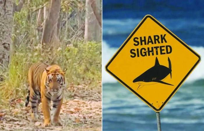 هجمات قاتلة