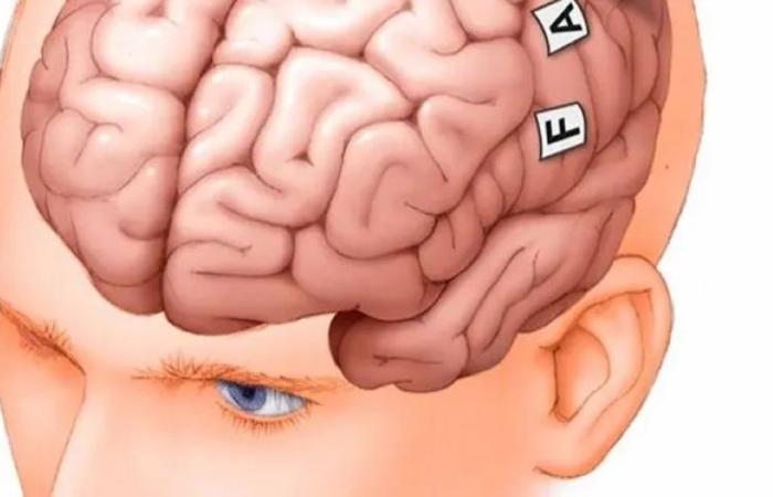 عــــلاج لســـرطــــان الـــدمــاغ