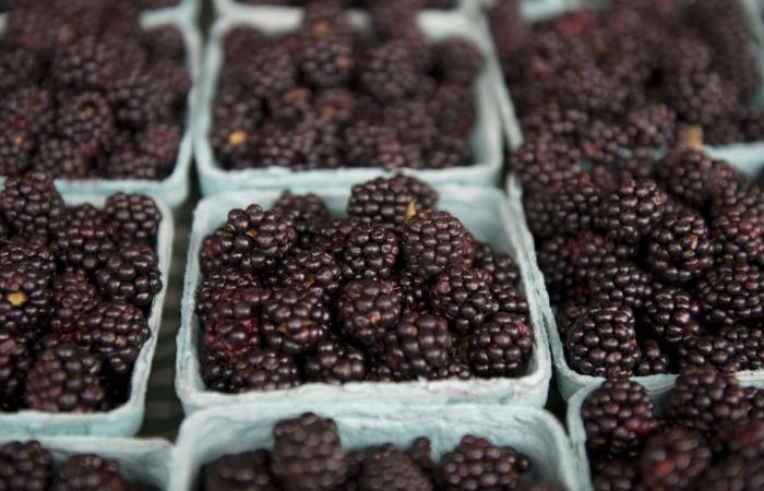 أبرز فوائد توت العليق الأسود..لماذا يُعتبر كنزًا غذائيًا؟